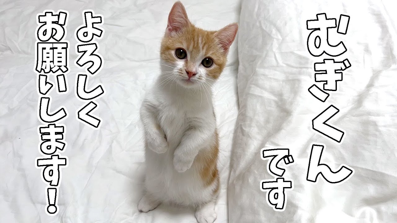 【ご報告】訳あって子猫を預かることになりました！
