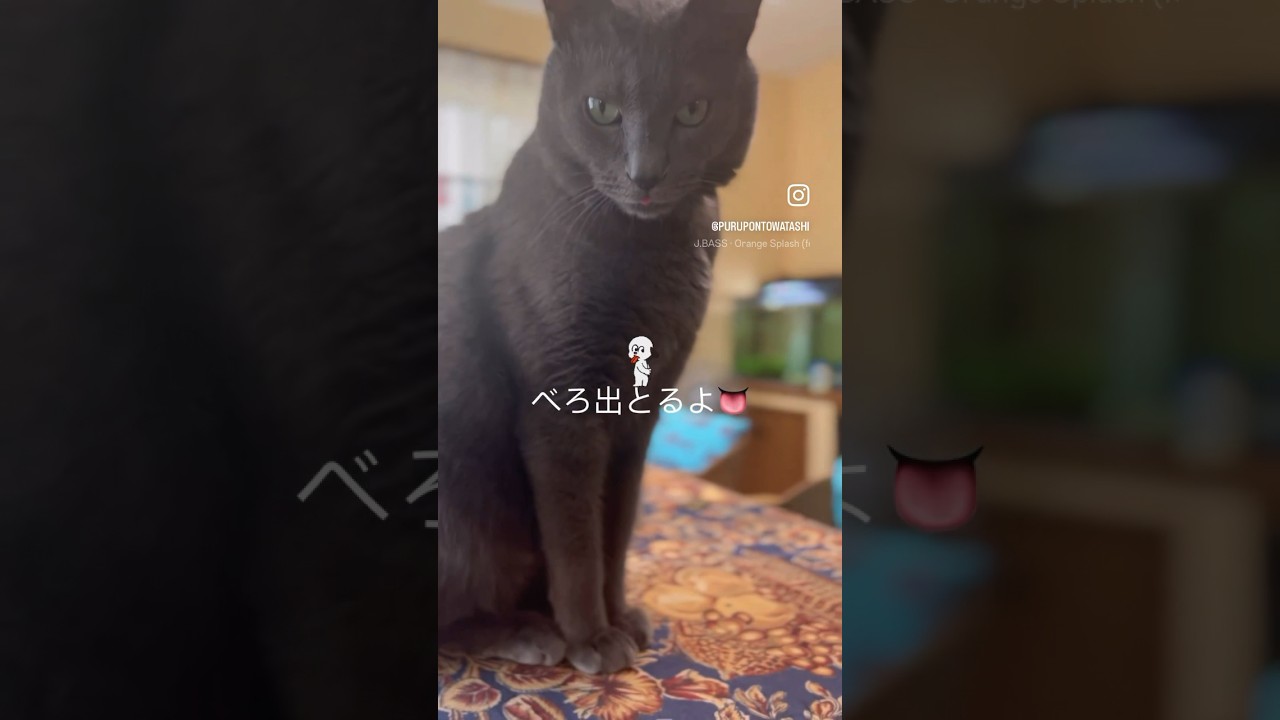 猫あるある。ベロのしまい忘れ。#shorts#cat #猫 #ロシアンブルー #russianblue