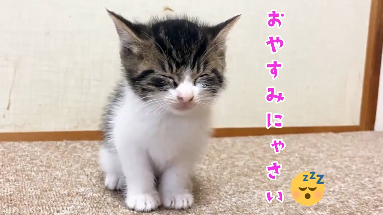 座ったままユラユラしちゃう子猫さん