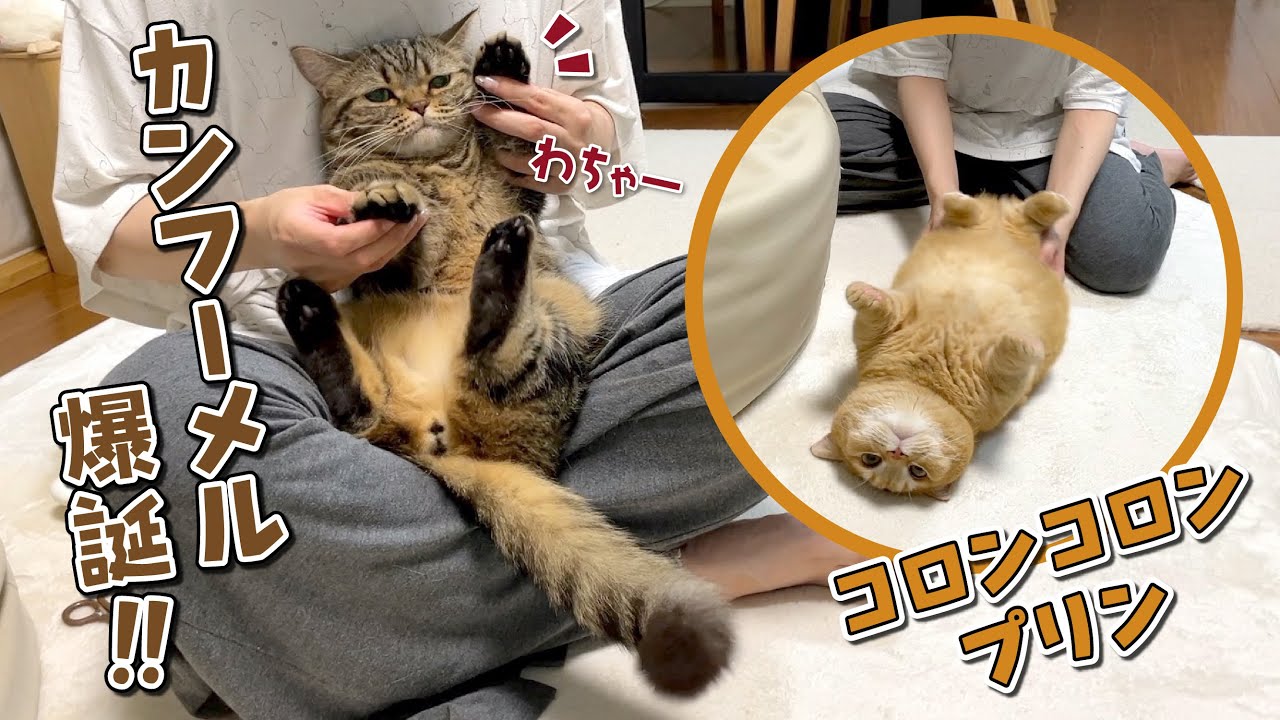 飼い主に身を任せて好き放題遊ばれちゃう猫が可愛すぎる！笑