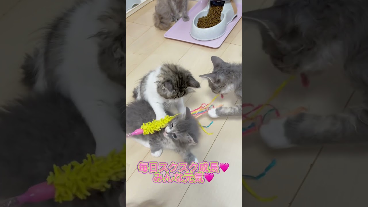 ラパーマちゃん兄妹ちゃん🩷 【お問合せ詳細は説明欄に記載あります】 #マンチカン #子猫 #ブリーダー直販 #猫 #猫のいる暮らし #ミヌエット #子猫販売 #ラパーマ #スクーカム #猫動画