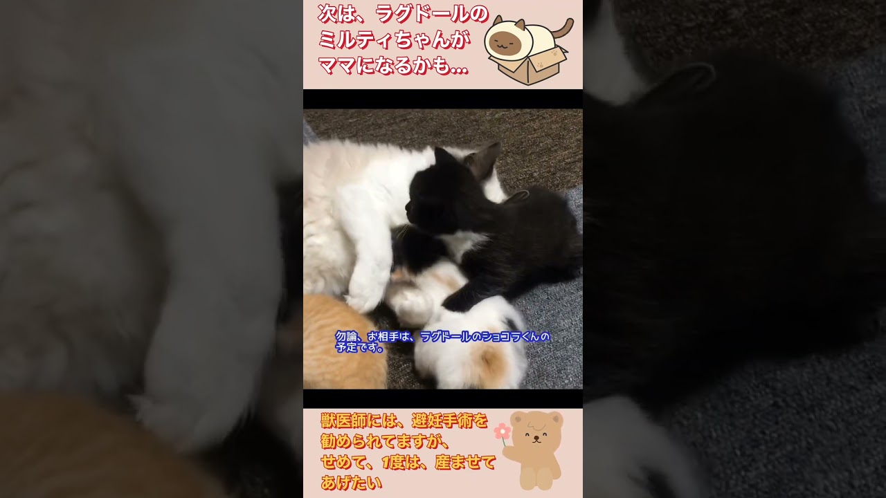 No.0480【ニャンコとの幸せな時間part75】次は、ラグドールのミルティちゃんがママになるかも…獣医師には、避妊手術を勧められてますが、せめて1度は、産ませてあげたい