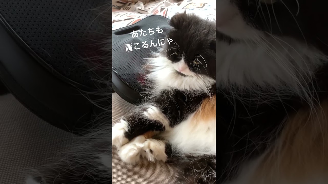 みんにゃ頑張りすぎず頑張ろー❗️#黒猫系#スコティッシュフォールド#癒し猫#もふもふ#ハチワレ#のらくろ#かわいい猫@minamin.ch.2022