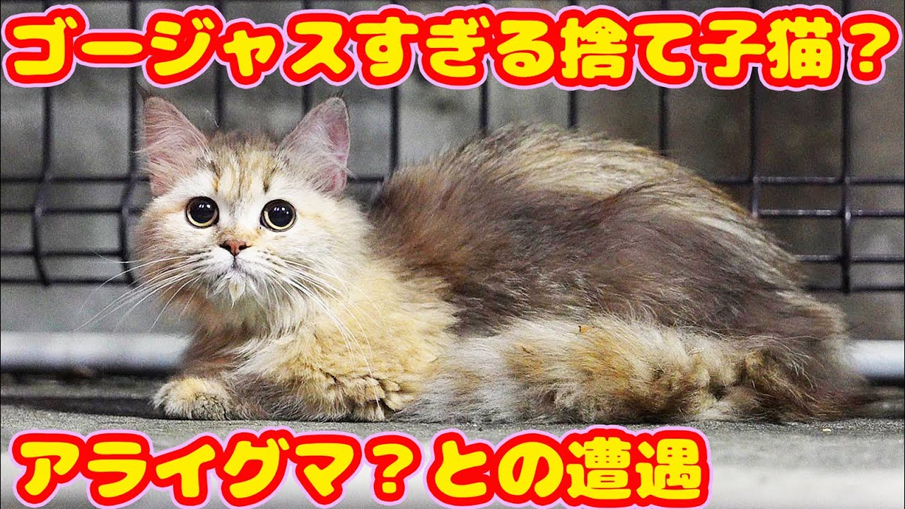 ゴージャスすぎる捨て子猫？脱走子猫？迷い子猫？ アライグマ？と遭遇 エサやりさんのご飯を幸せそうに食べる