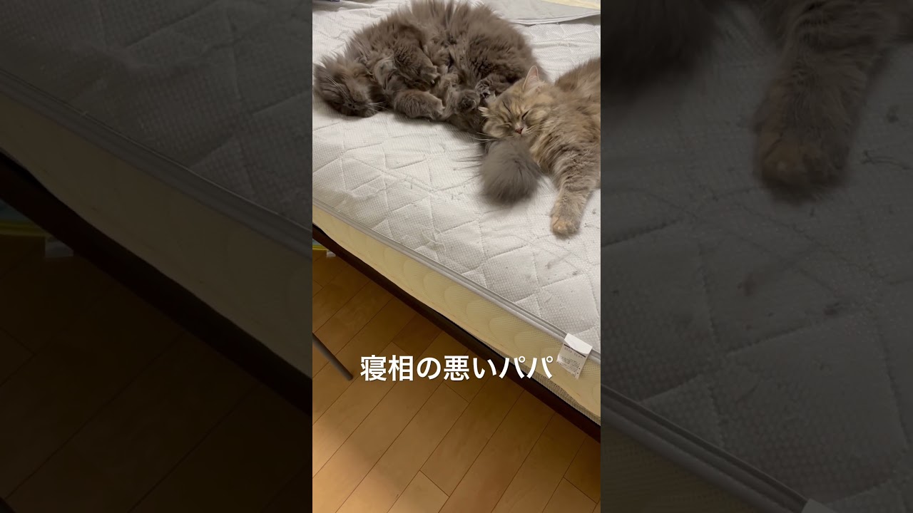 パパの尻枕 #ラガマフィン #猫のいる暮らし #子猫動画