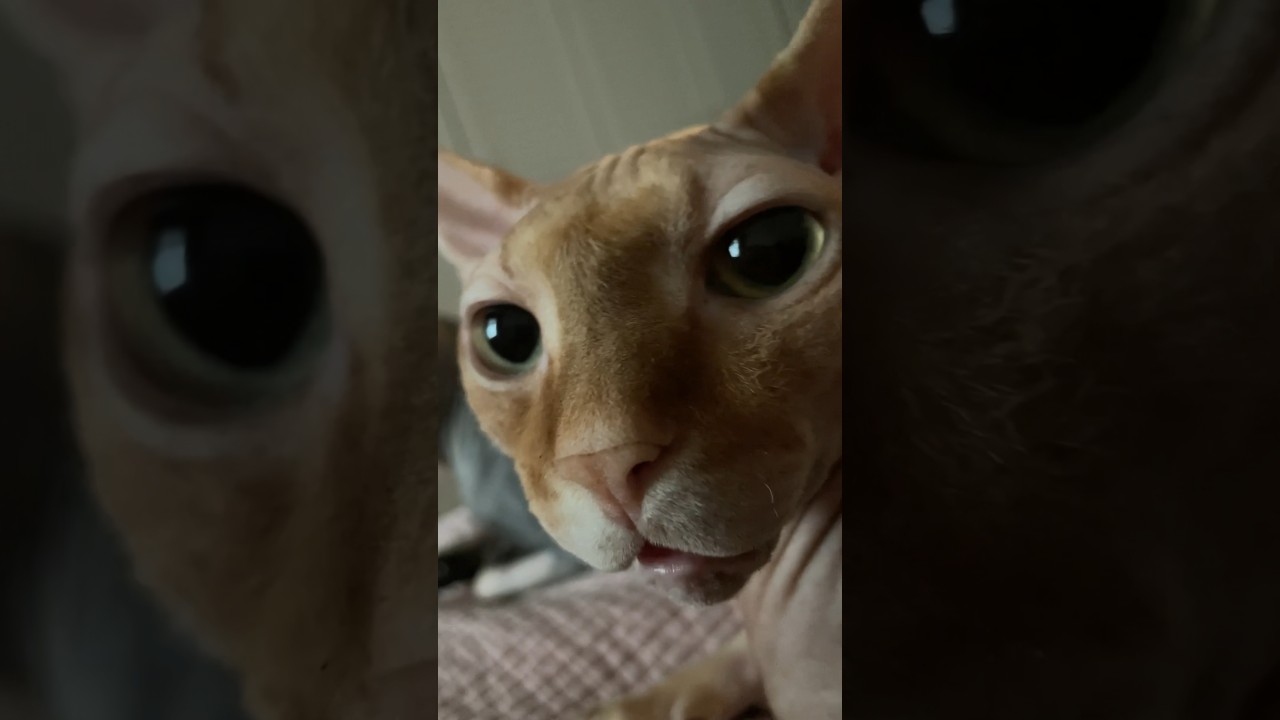옆에서 모행?(내옆에 얘옆에 쟤👩‍👦‍👦) #shorts #cat #고양이