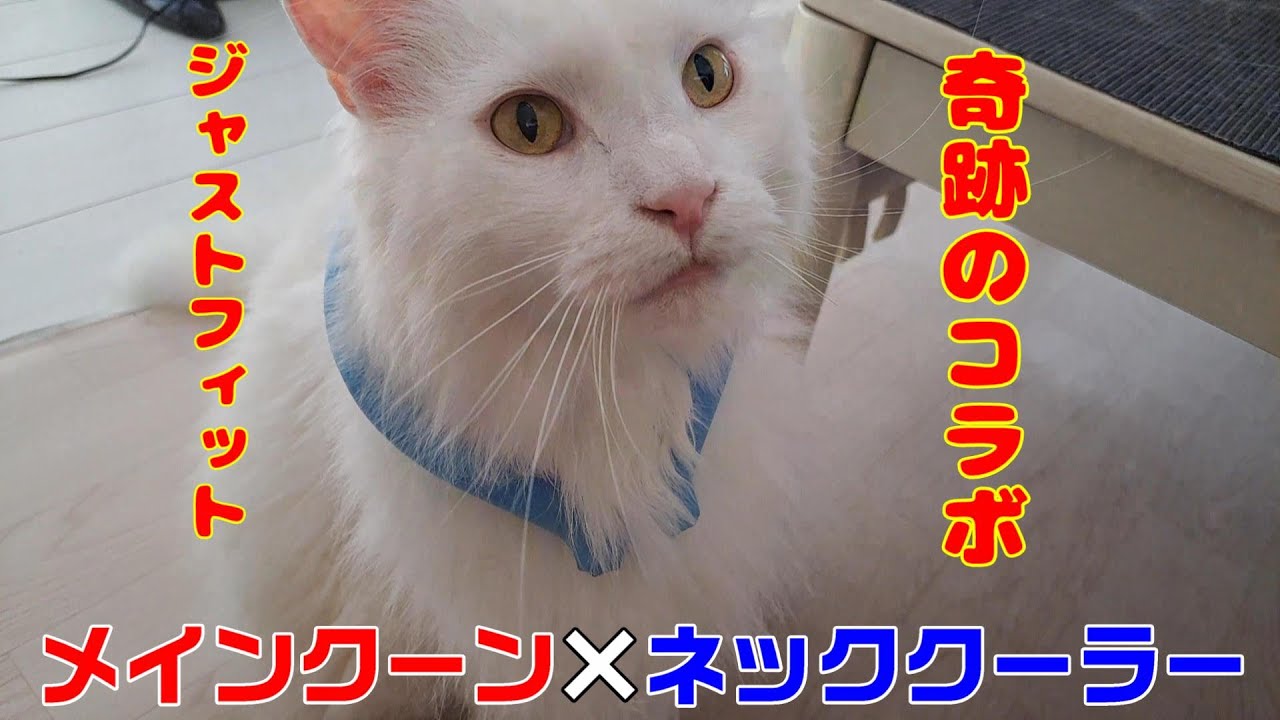 暑くなってきたので、メインクーンにネッククーラーを装着してみた♪