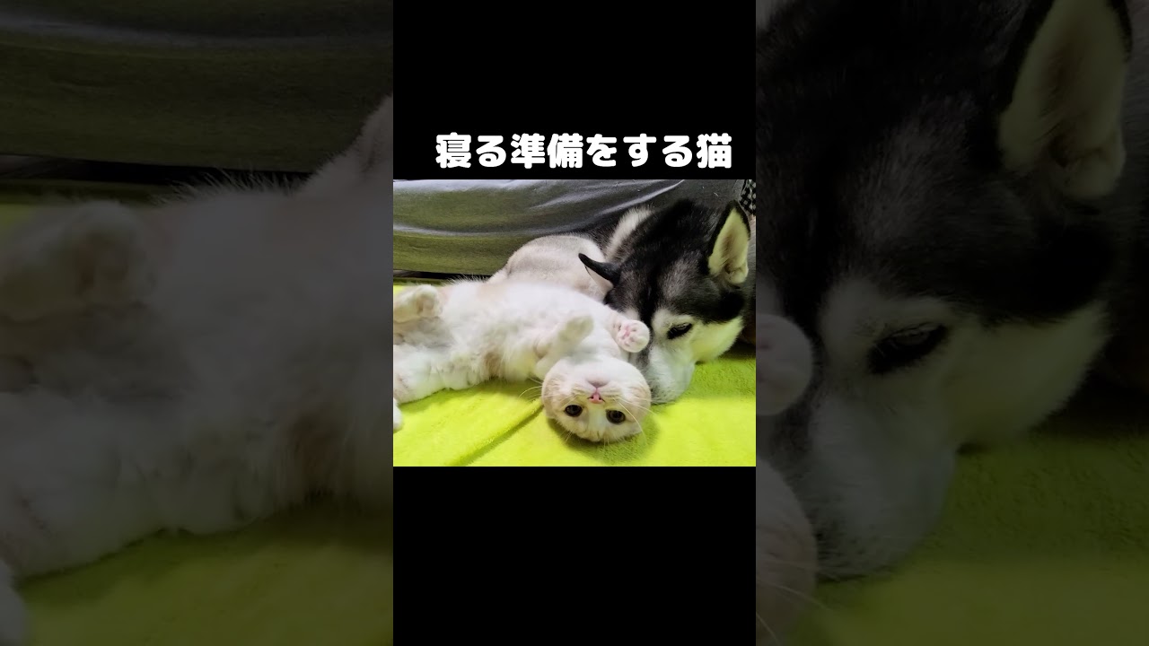 寝る準備をする猫...#shorts