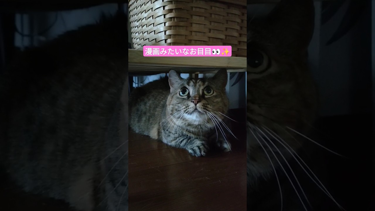 暗がりで漫画みたいなお目目の短足マンチカンぴーち🐱🍑 #ねこ #マンチカン #短足マンチカン #きじとら #ペット #shorts #cat #munchkin #pet