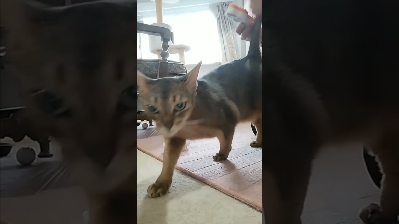 ネコ動画あび＃1242　#shorts　あびの毎日　アビシニアン　あび