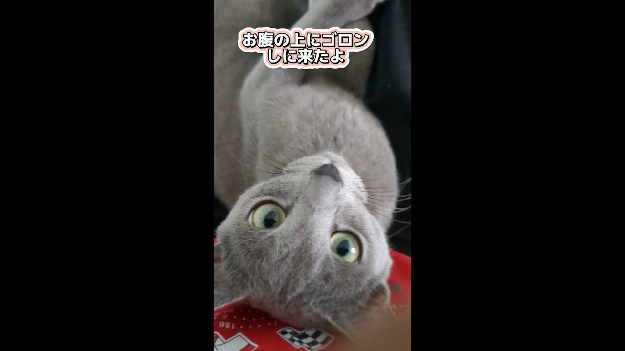 猫と一緒に寝てみよう！🐈‍⬛💗  #ロシアンブルー #russianblue #子猫