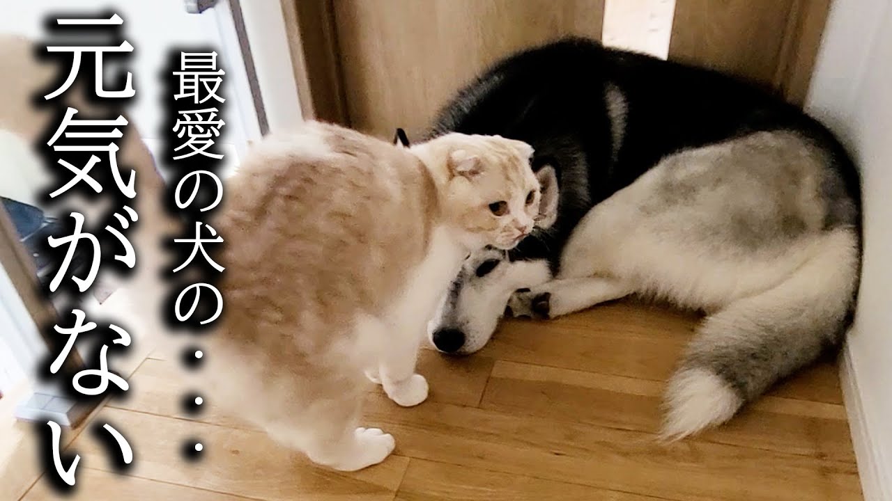 犬の異変に気づき心配した猫の行動がこちらです...