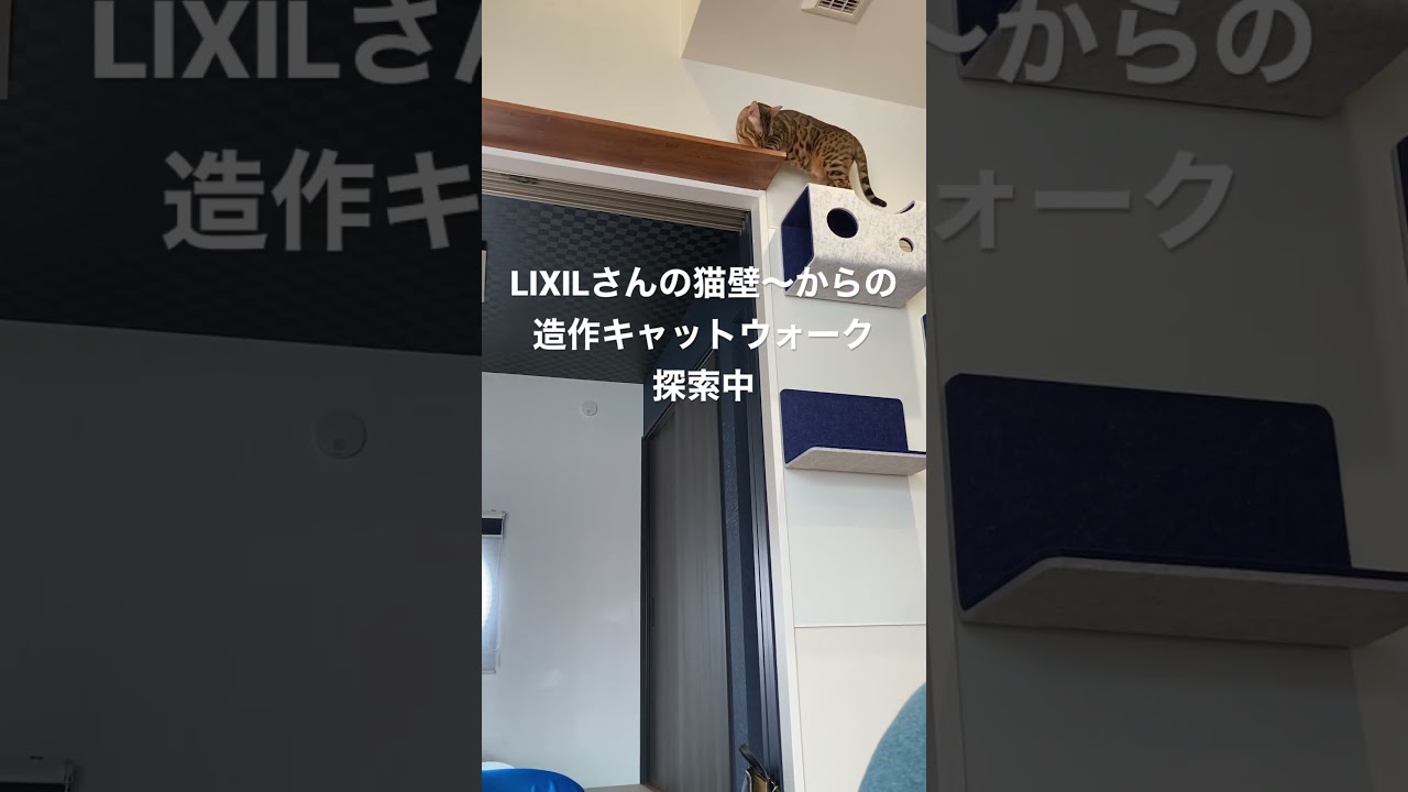 キャットウォーク探索 #こむぎ #ベンガル #ベンガル猫 #猫壁