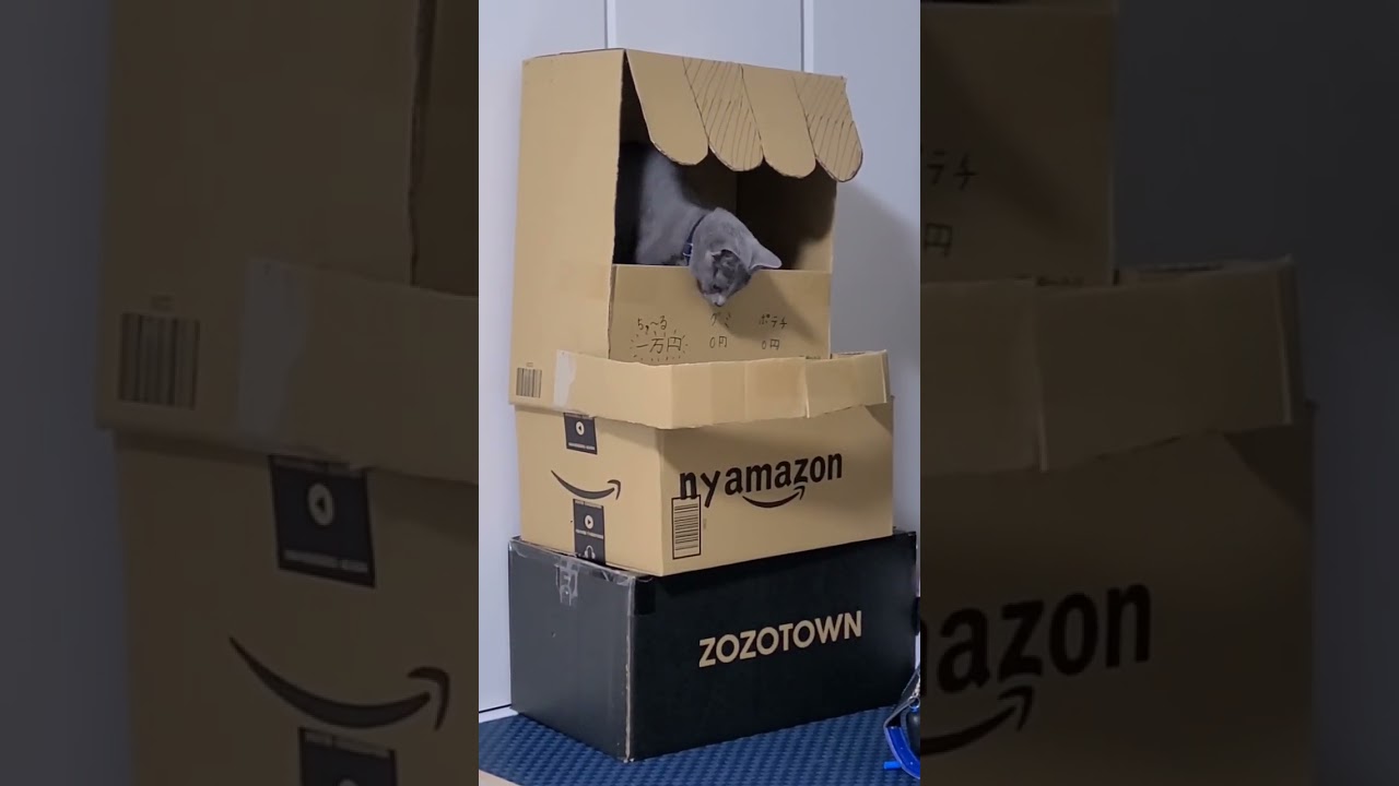 商品もないのに営業してしまったニャマゾン出張店舗 #猫 #ロシアンブルー #shorts