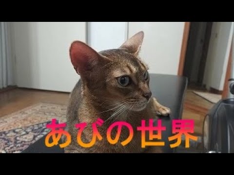 ネコ動画あび＃1659　あびの毎日　アビシニアン　あび