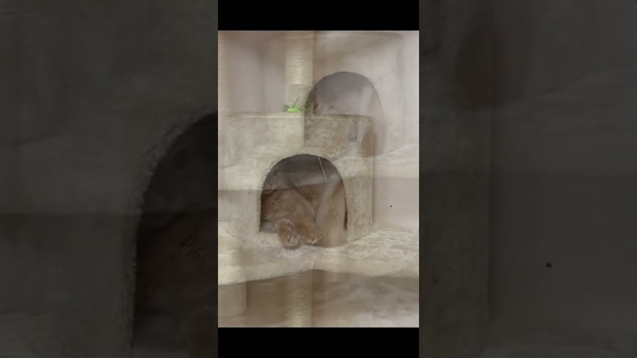 コンパクトに遊ぶ猫#shorts #ねこ #ソマリ