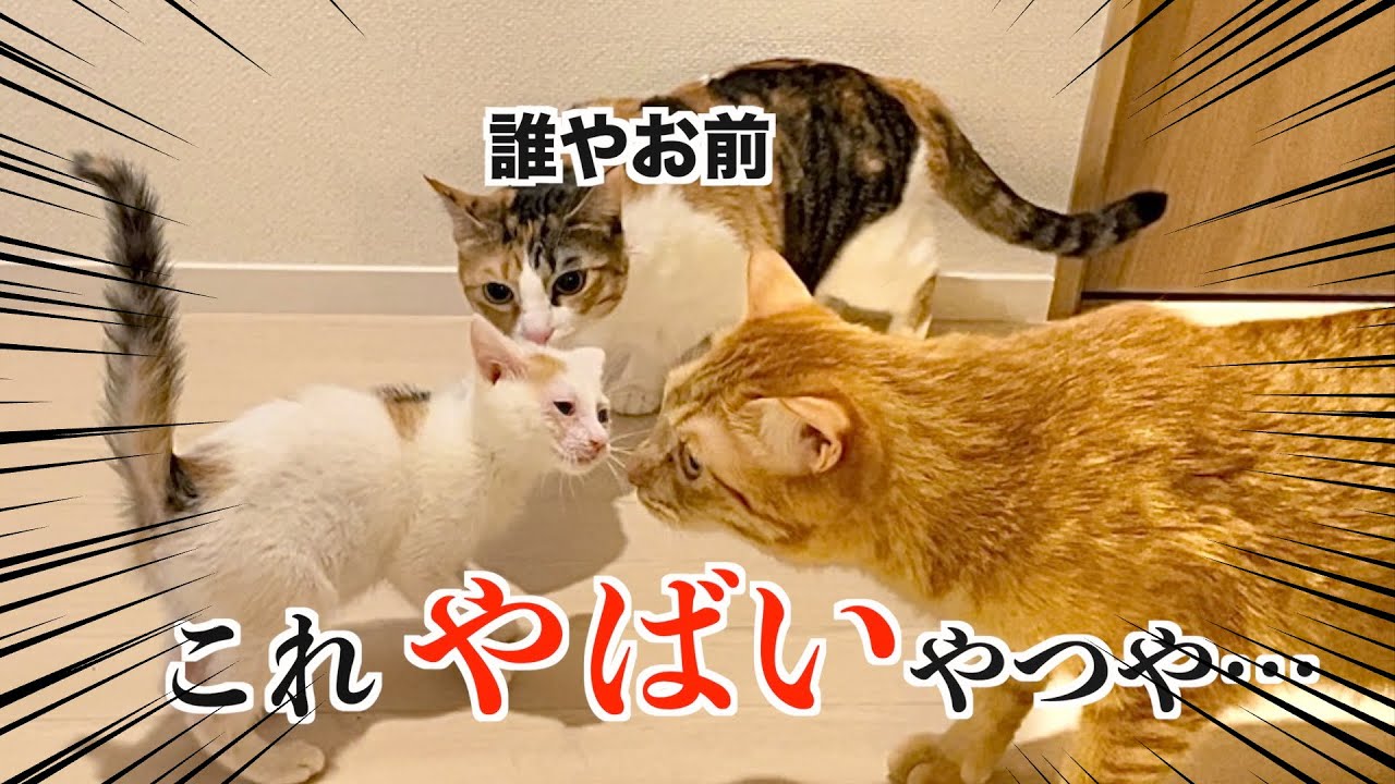 子猫に圧をかける先輩たちが面白すぎたw w w