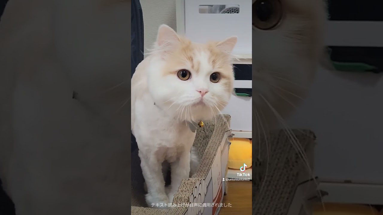 まさかソレを狙うとは… #ラガマフィン #猫動画 #cat #子猫 #癒し #サマーカット