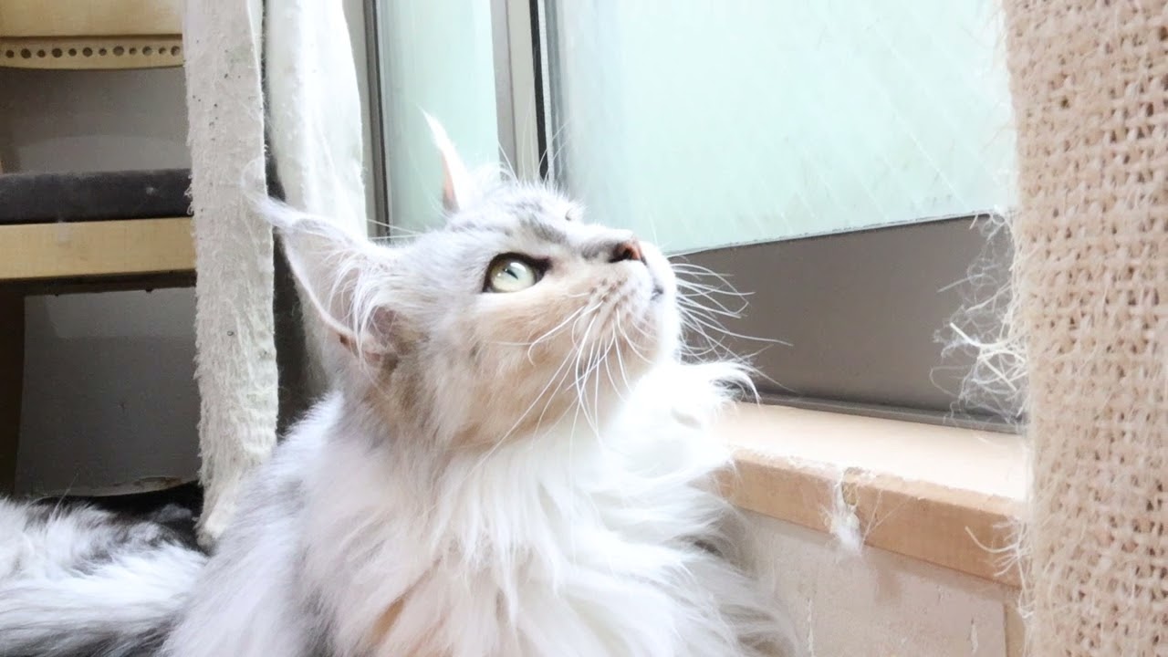 ビューティフルなメインクーン女子ナンシーさん