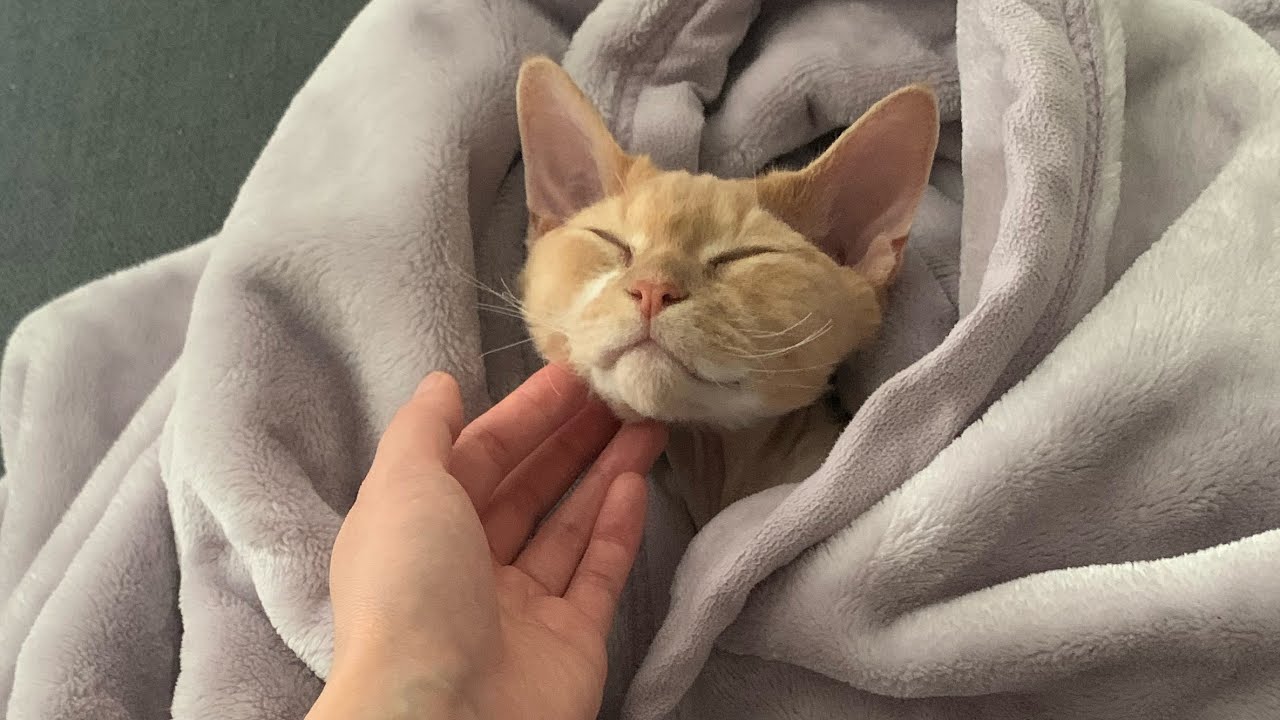 デボンレックス猫の寝顔写真集(A collection of sleeping face photos of Devon Rex cat)