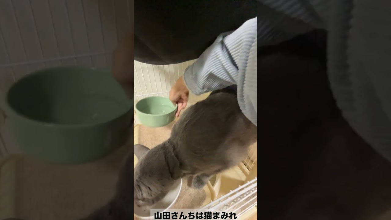 食べ方おかしくありませんか！？ #ロシアンブルー #猫 #山田猫 #猫まみれ