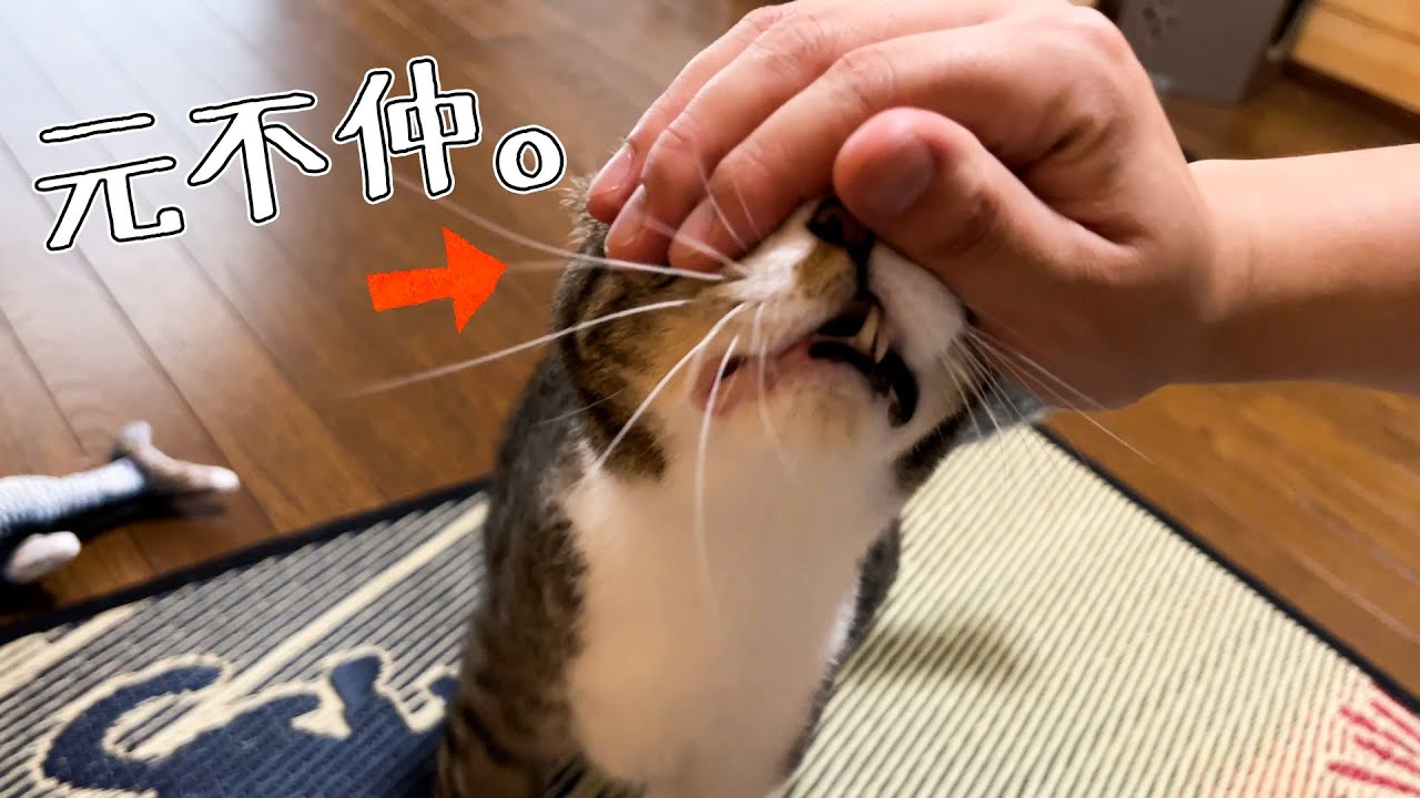 あんまり仲良くないねこさんと仲良くなる方法はこれだ！