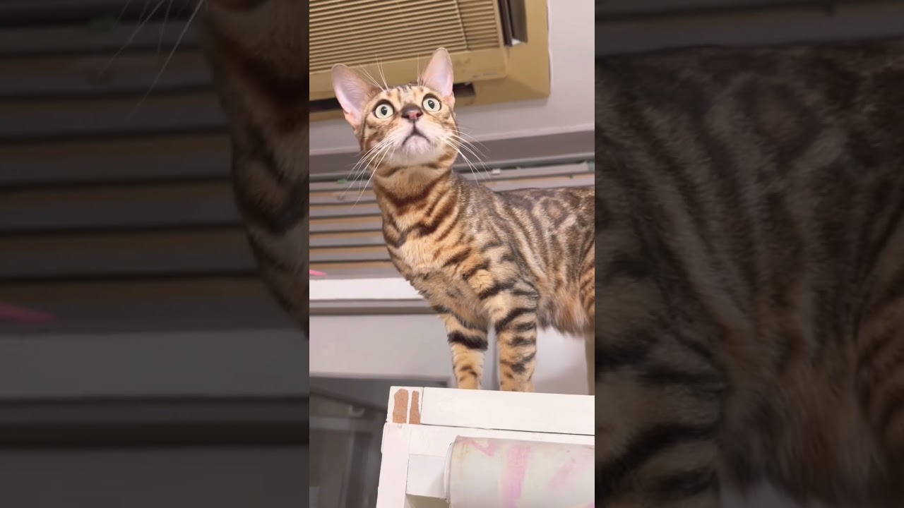 ベンガルのアンジーちゃん【猫専門ホテル】