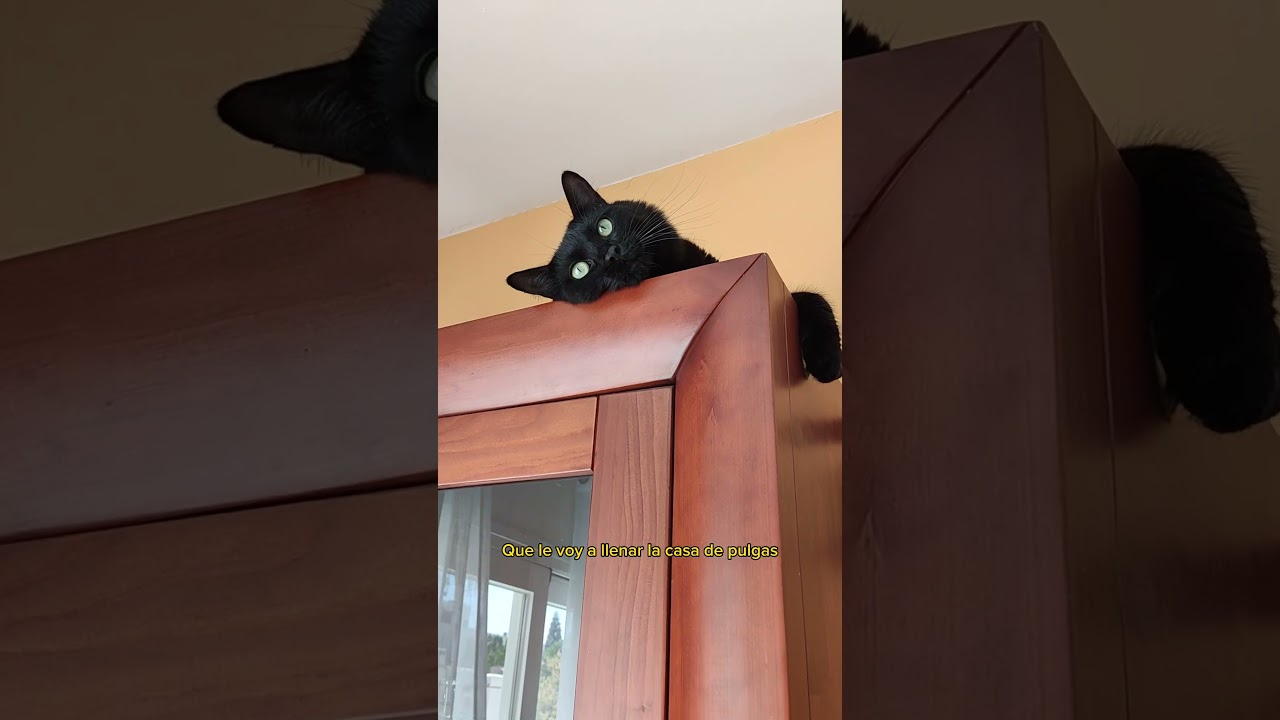 Dice que tengo pulgas 🙀