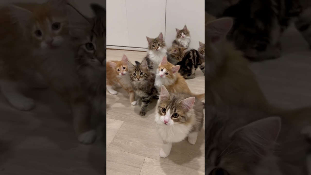 子猫たちのねこじゃらしタイム！ #ノルウェージャンフォレストキャット #子猫