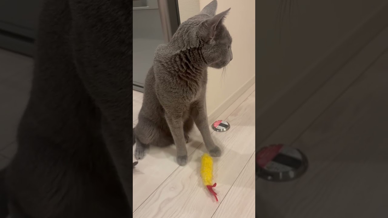 興味があるのかないのかどっちなんだい #ロシアンブルー #しっぽ吸い #いやしねこ