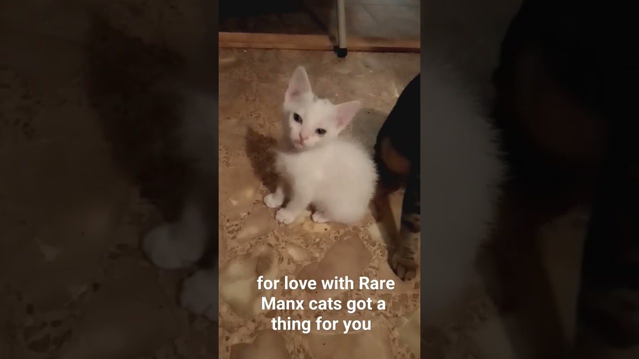 Got a thing for you Rare Manx cats Shiloh's Animal Sanctuary #funnyshorts #catfunny #catvideos