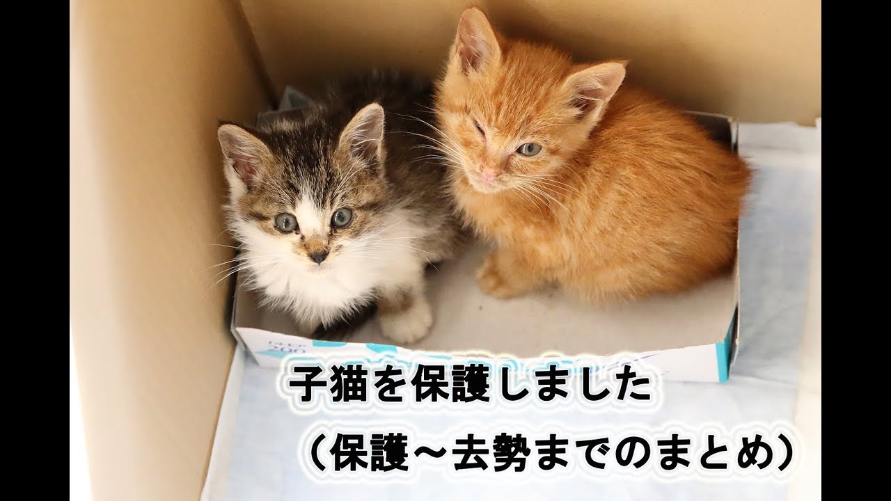 子猫を保護しました（保護～去勢までのまとめ）