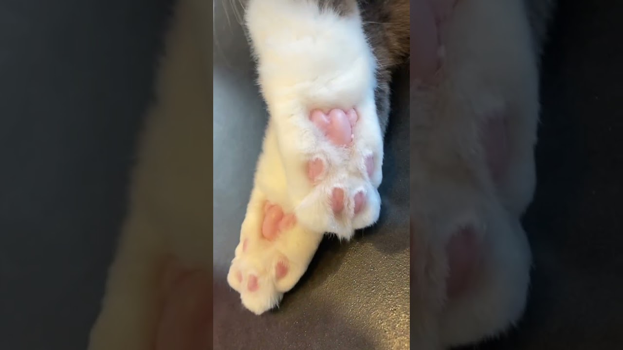 ピンクの肉球を眺めるだけ#shorts #メインクーン#ねこのいる生活