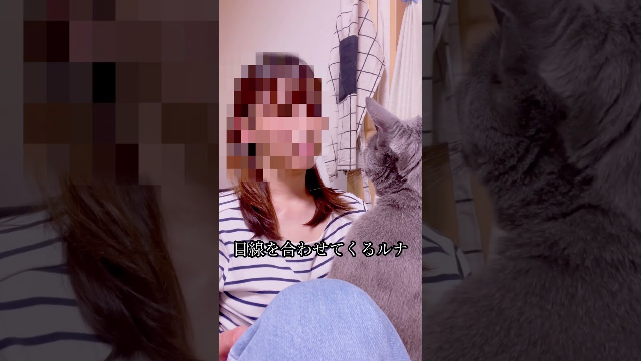 【謎】目線を合わせたら顔を背ける猫＃見つめる＃ロシアンブルー