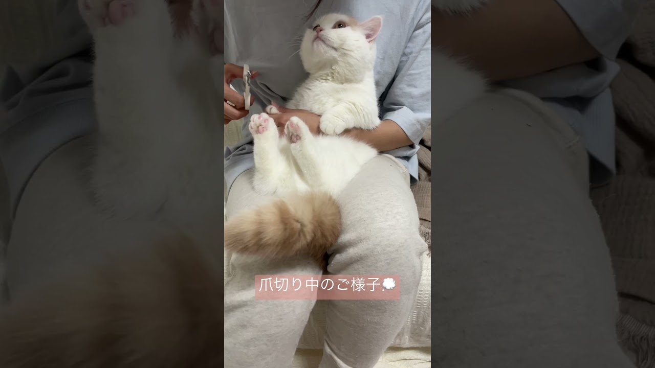 #ミヌエット #子猫 #cat #マンチカン #ペルシャ #shorts