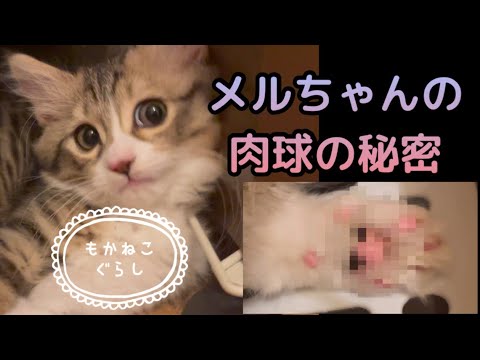 【爆笑】子猫のメルちゃんの肉球には思わず笑ってしまう秘密が！