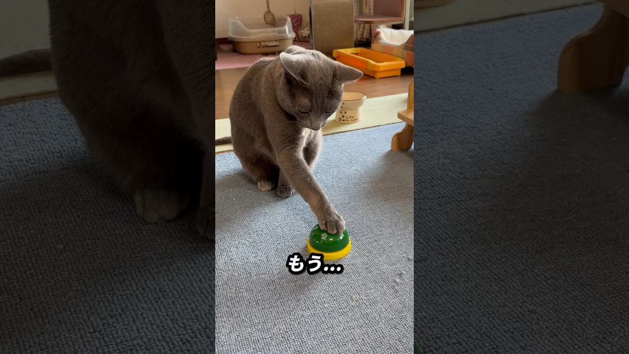 【ロシアンブルー】めろん、ベルを見ると...🤭【猫】#shorts