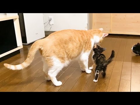 先住猫を好きすぎて離れない保護子猫
