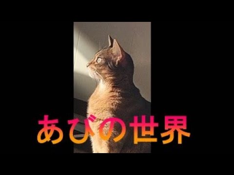 ネコ動画あび＃1653　あびの毎日　アビシニアン　あび