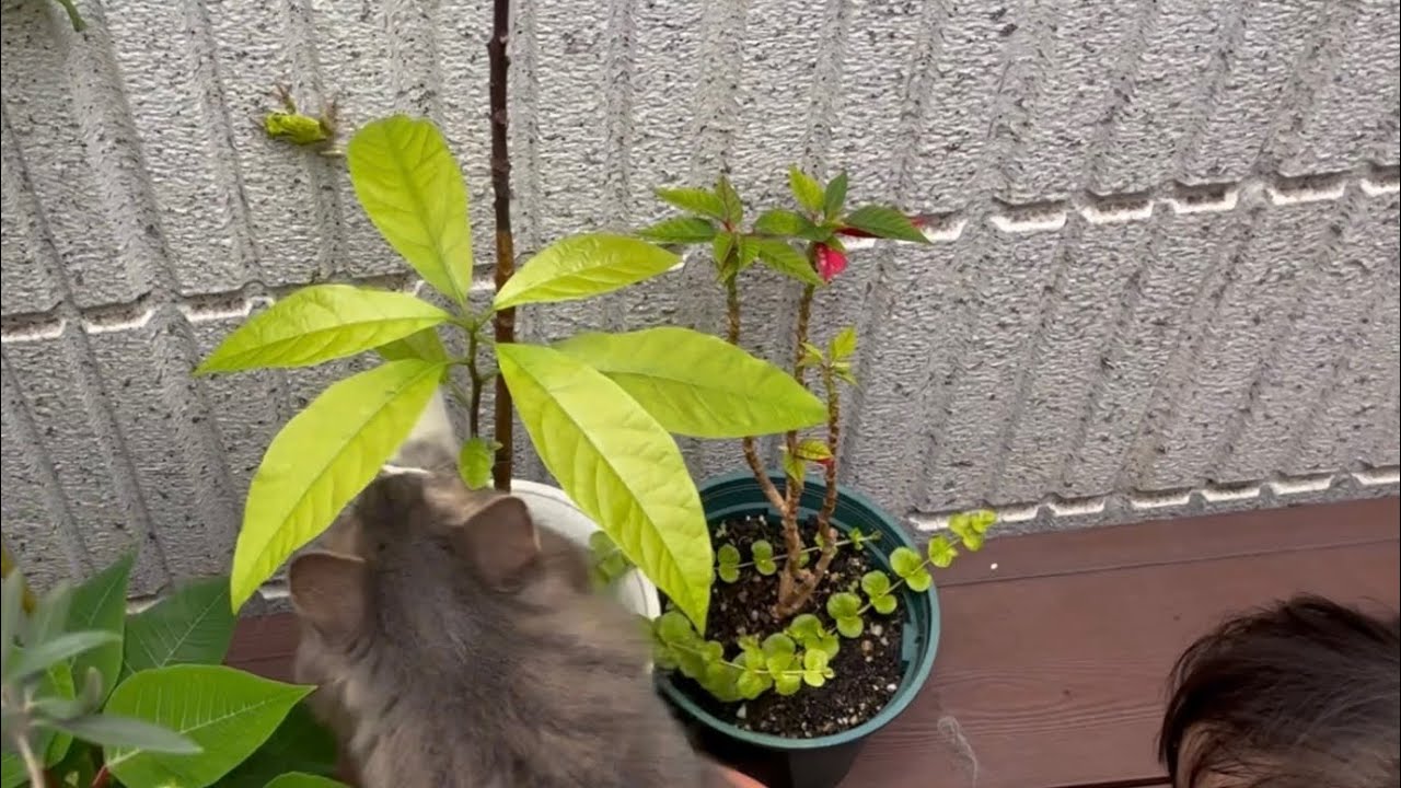 今年初めて見つけたカエルに興奮を隠しきれない猫　ノルウェージャンフォレストキャット　A cat excited about the first frog of the year
