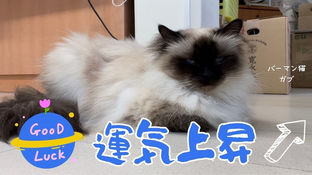 バーマン猫ガブ【運気上昇】Good luck（バーマン猫）Birman/Cat