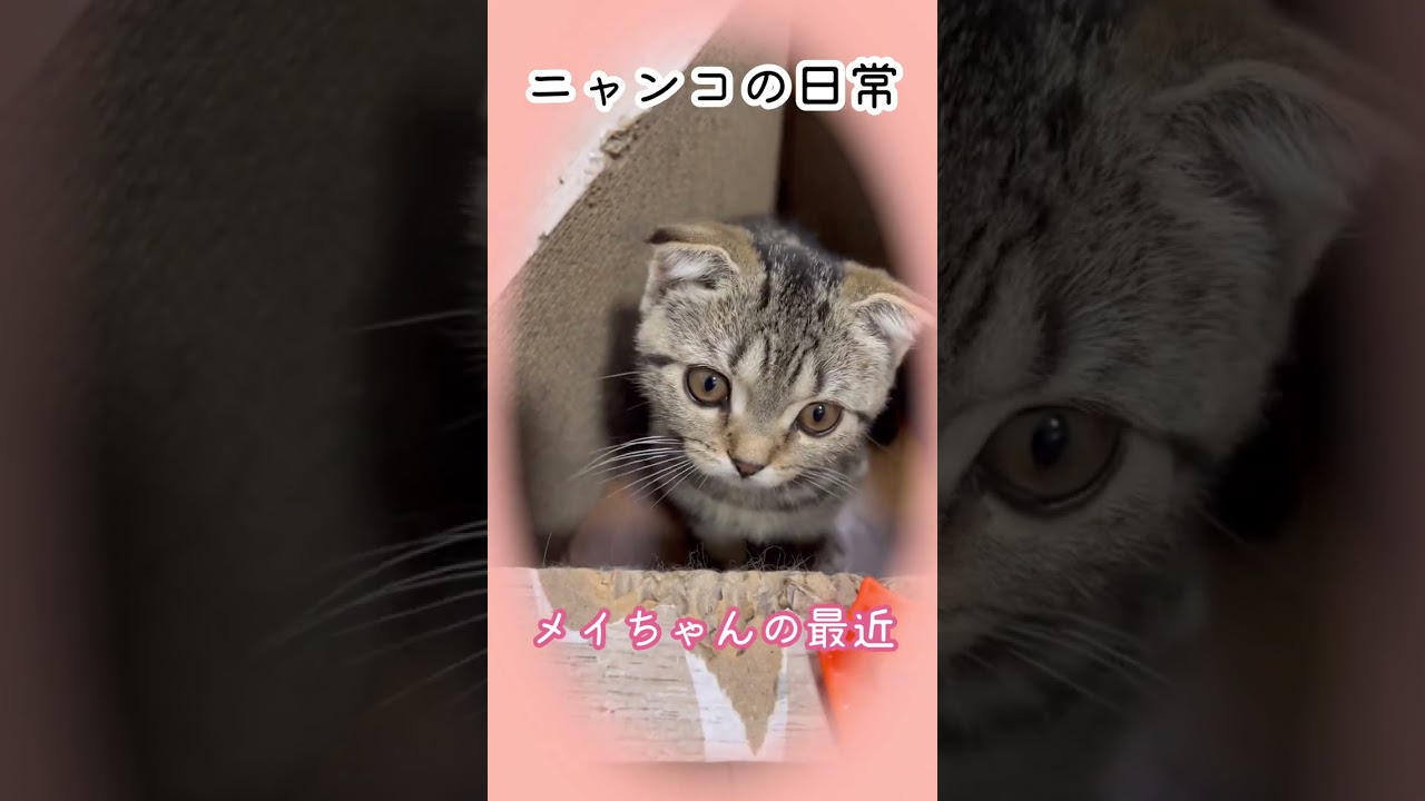 log267【メイちゃんの最近】［ニャンコ🐱の日常］#マンチカン #混血猫 #仔猫