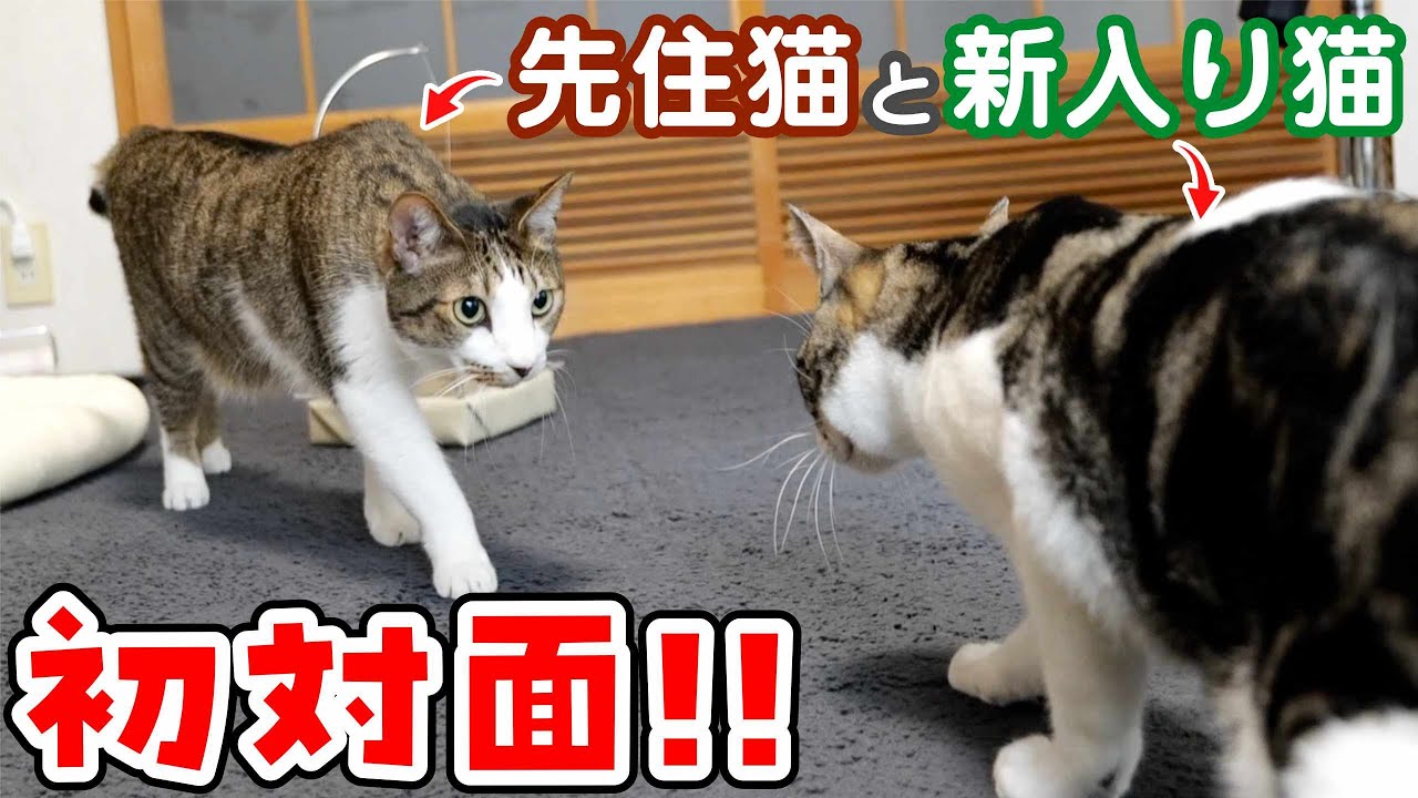 【初対面】預かり猫てつやとルノを初めて会わせてみました！
