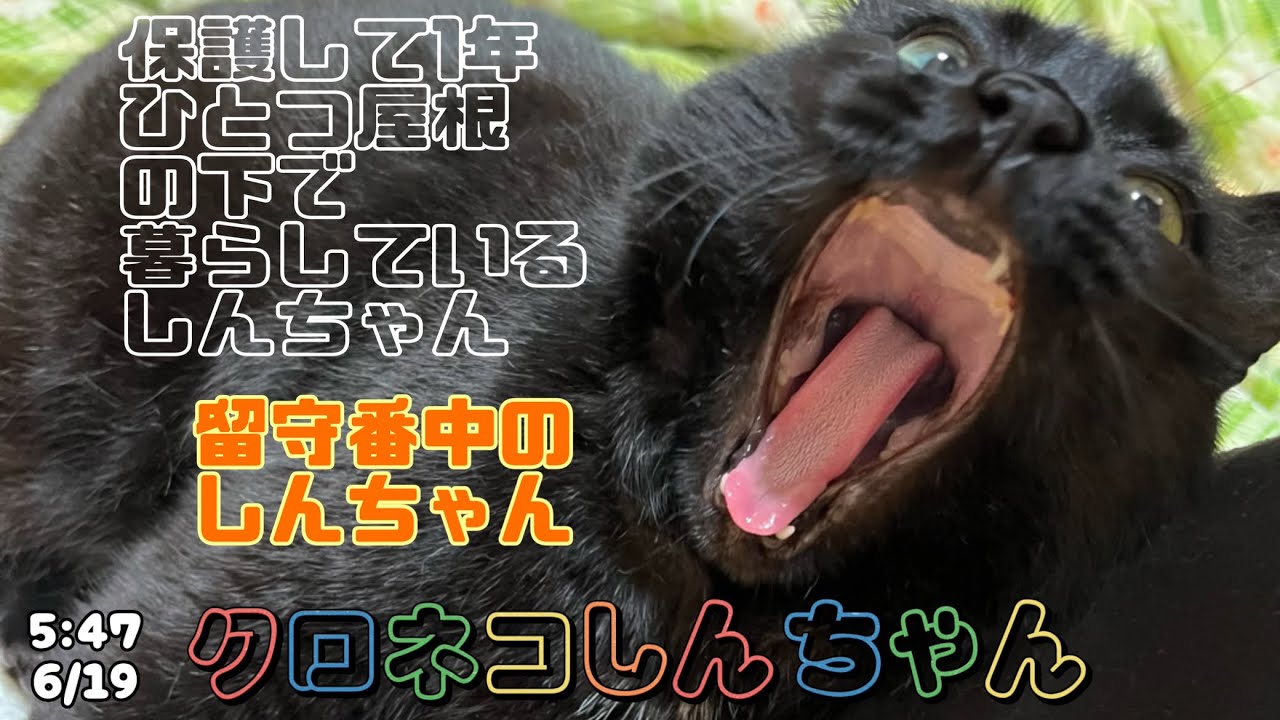 ひとつ屋根の下に暮らす様になって1年と1ヶ月と6日が経ちました〜保護して1年 5:47 6/19
