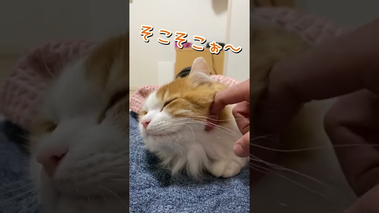 そこきもちいいのぉおおって顔の短足猫ちゃん【マンチカン】