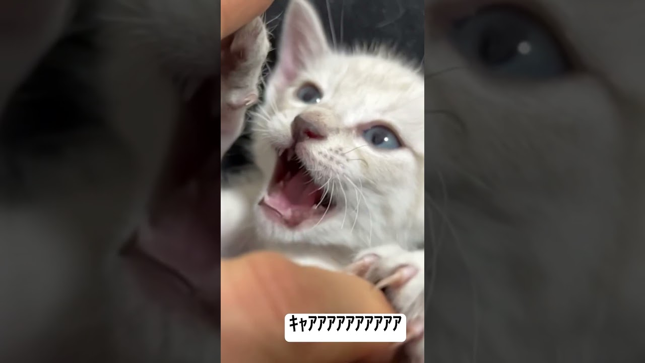 眠たい子猫をスローで撮ったらシュールな事になった #cat #猫 #保護猫 #子猫 #kitten #ねこ #animal #babycat #こねこ #cute #shorts