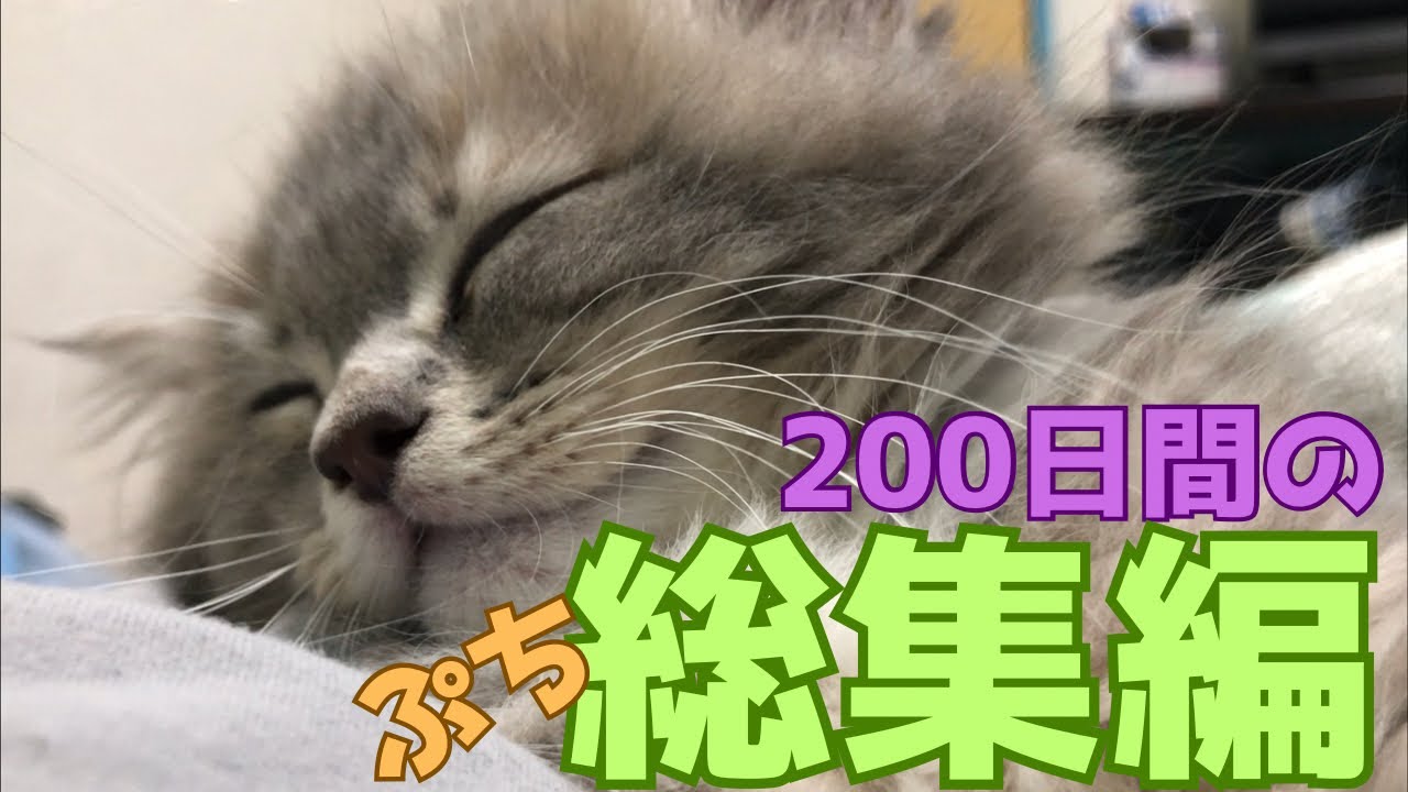 サイベリアンのひなた　我が家に来て200日目　生後2ヶ月〜8ヶ月のぷち成長記録