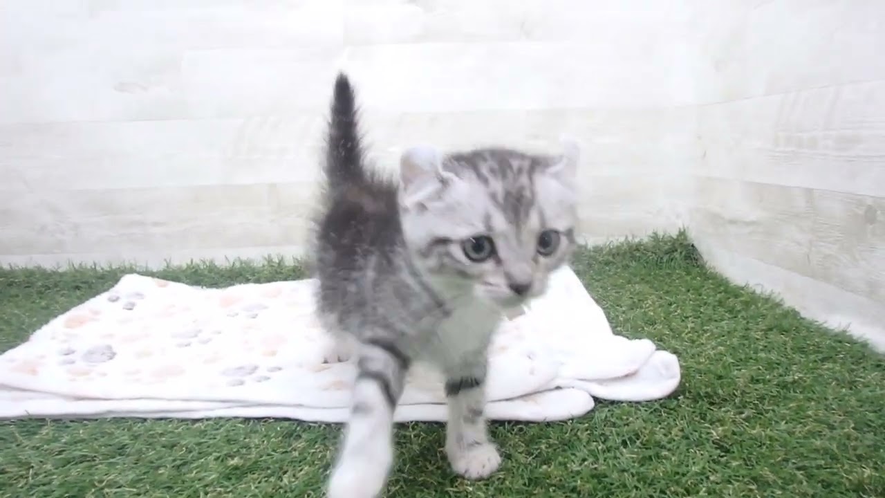 Coo&RIKU　No00638231 アメリカンカール