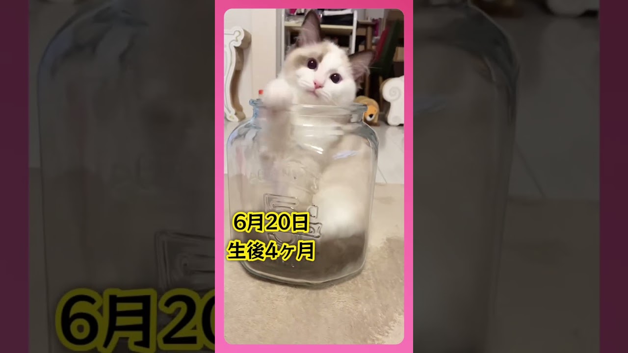 【猫動画】ラグドールの成長記録♡ #shorts #猫 #子猫 #ラグドール