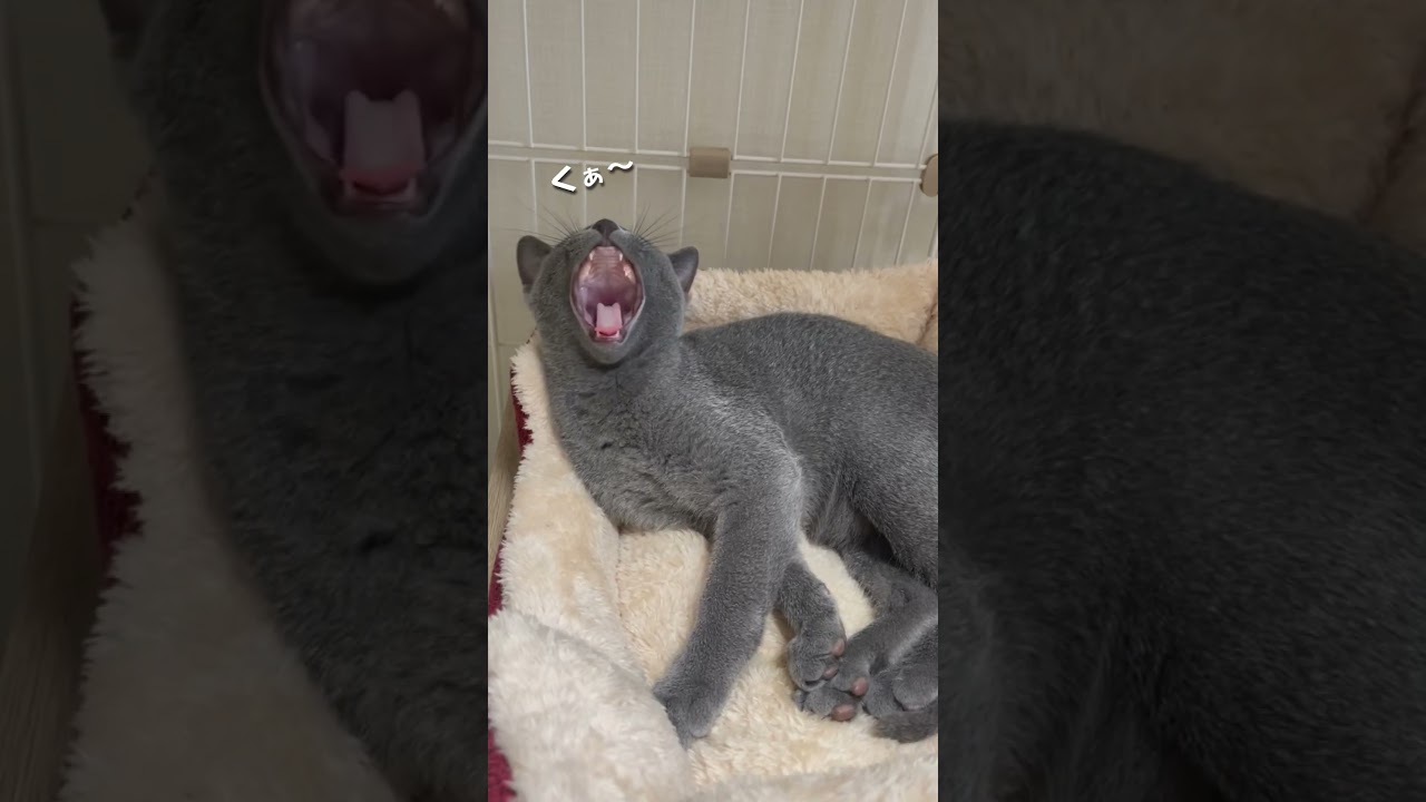 ロシアンブルー(４ヶ月)　あくびの瞬間 #shorts  #猫